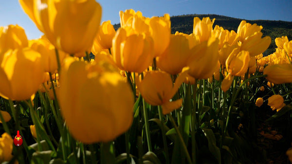 🌼 Flores Amarillas: Un Símbolo de Amor y Esperanza 🌼